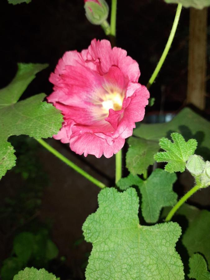Trimurti Holiday Home Panchgani Exteriör bild