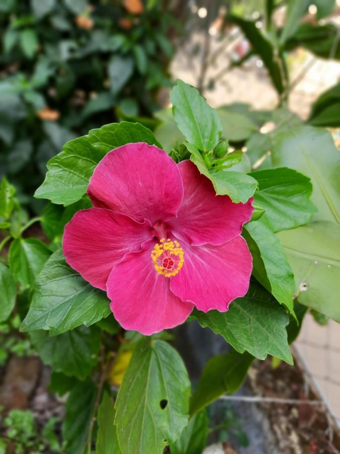 Trimurti Holiday Home Panchgani Exteriör bild