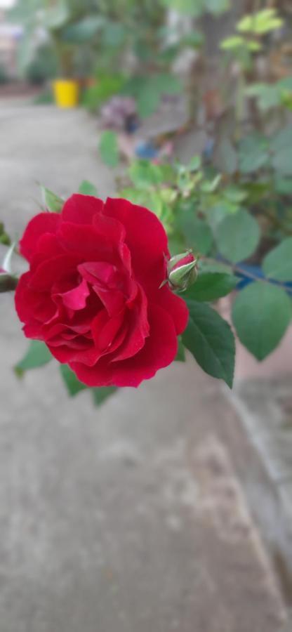 Trimurti Holiday Home Panchgani Exteriör bild