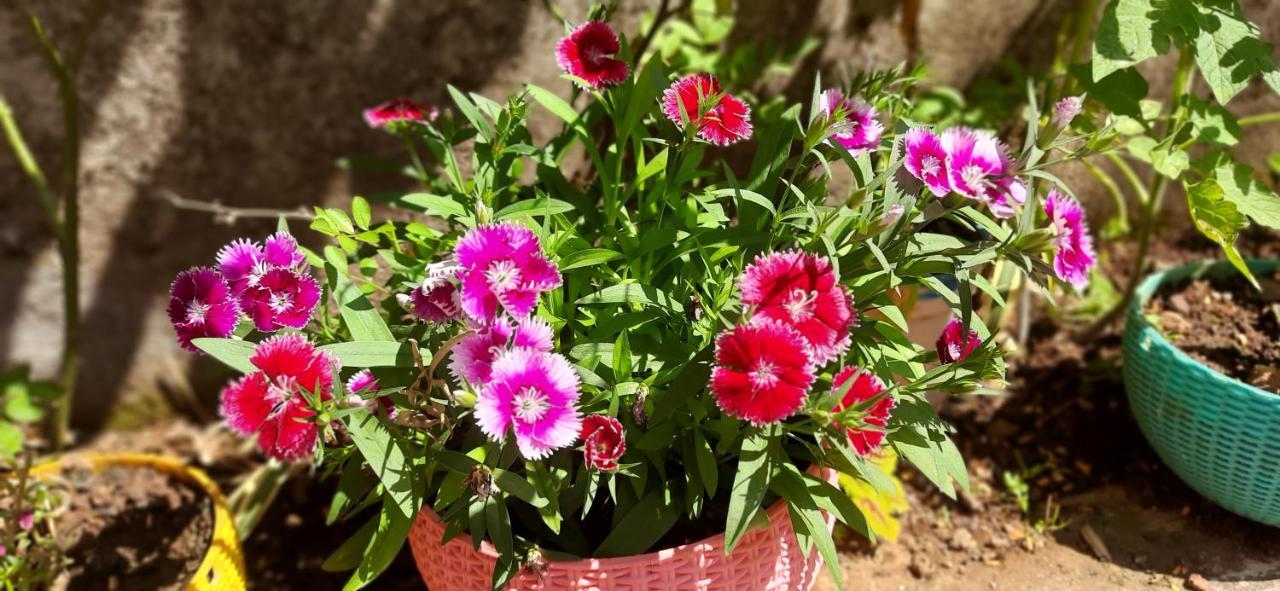 Trimurti Holiday Home Panchgani Exteriör bild