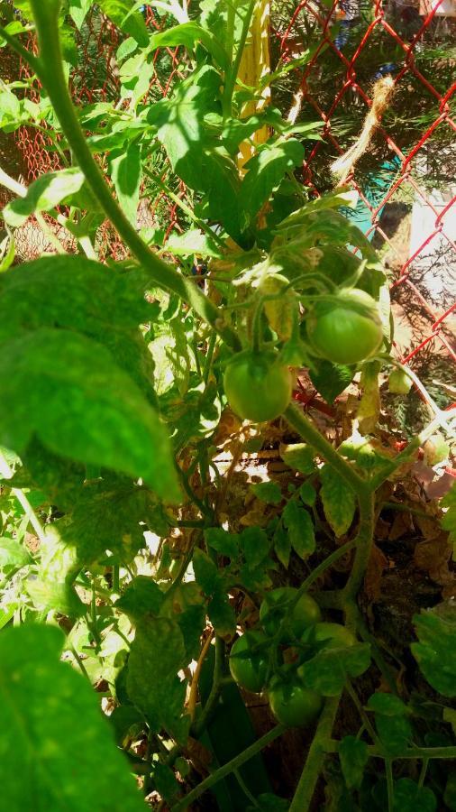 Trimurti Holiday Home Panchgani Exteriör bild