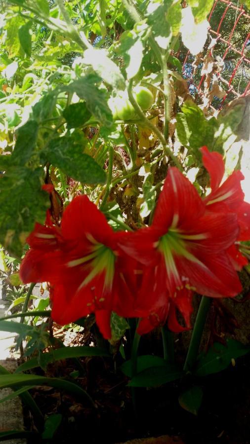 Trimurti Holiday Home Panchgani Exteriör bild